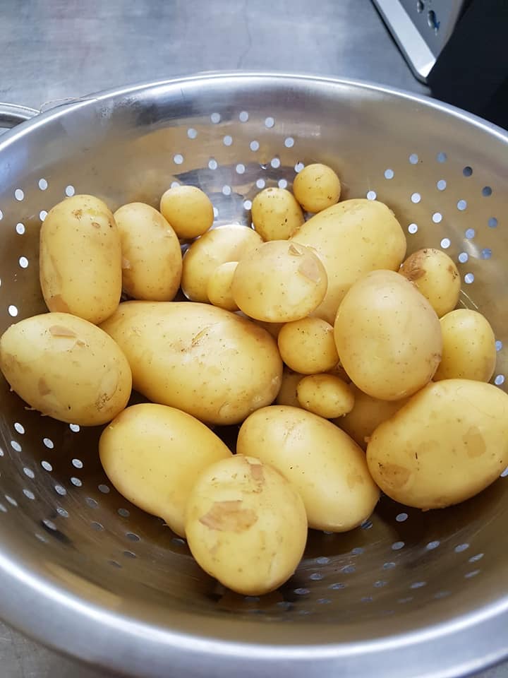 A colander of freshly dug new potatoes grown at the Tastebuds community garden